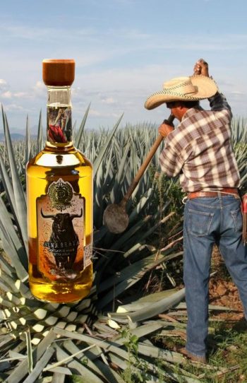 Destilado de Agave Azul Tequilana Weber - Image 2